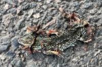 Podarcis muralis