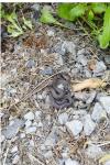 Zamenis longissimus