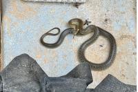 Zamenis longissimus