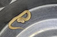 Vipera aspis