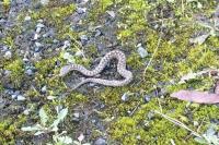 Vipera aspis