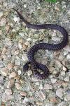 Zamenis longissimus