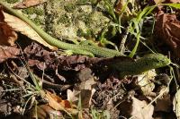 Lacerta bilineata
