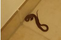 Zamenis longissimus