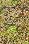 Vipera aspis