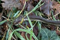 Zamenis longissimus