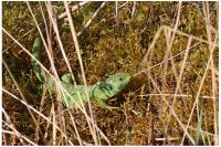 Lacerta bilineata