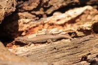 Podarcis muralis