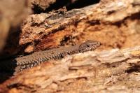 Podarcis muralis