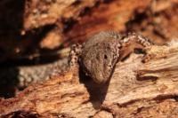 Podarcis muralis