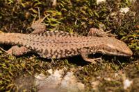 Podarcis muralis