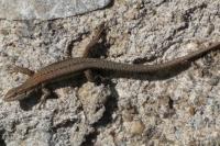 Podarcis muralis