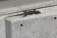 Podarcis muralis