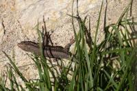 Podarcis muralis