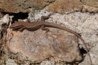 Podarcis muralis