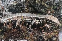 Podarcis muralis