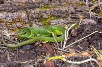 Lacerta bilineata