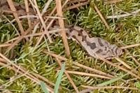 Vipera aspis