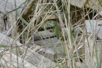 Lacerta bilineata