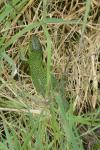Lacerta bilineata