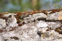 Podarcis muralis