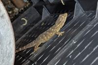 Tarentola mauritanica