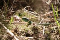 Lacerta bilineata