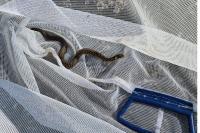 Zamenis longissimus