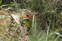 Lacerta bilineata
