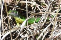 Lacerta bilineata
