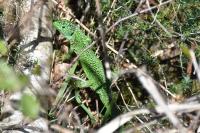 Lacerta bilineata