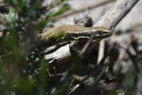 Podarcis muralis