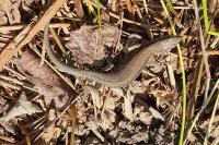 Podarcis muralis