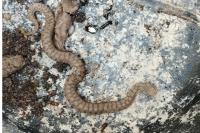 Vipera aspis