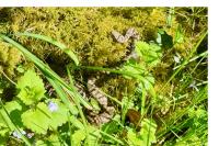Vipera aspis