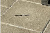 Vipera aspis