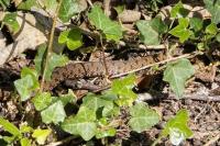 Vipera aspis