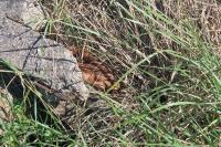 Vipera aspis