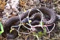 Zamenis longissimus