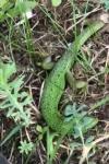Lacerta bilineata