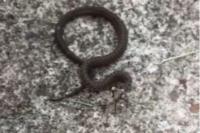 Zamenis longissimus