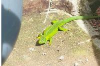 Lacerta bilineata