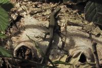 Podarcis muralis