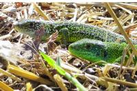 Lacerta bilineata