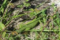 Lacerta bilineata