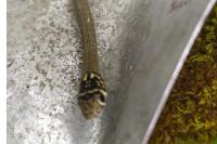 Hierophis viridiflavus