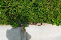 Zamenis longissimus