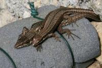 Podarcis muralis