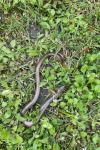 Anguis fragilis