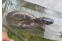 Anguis fragilis